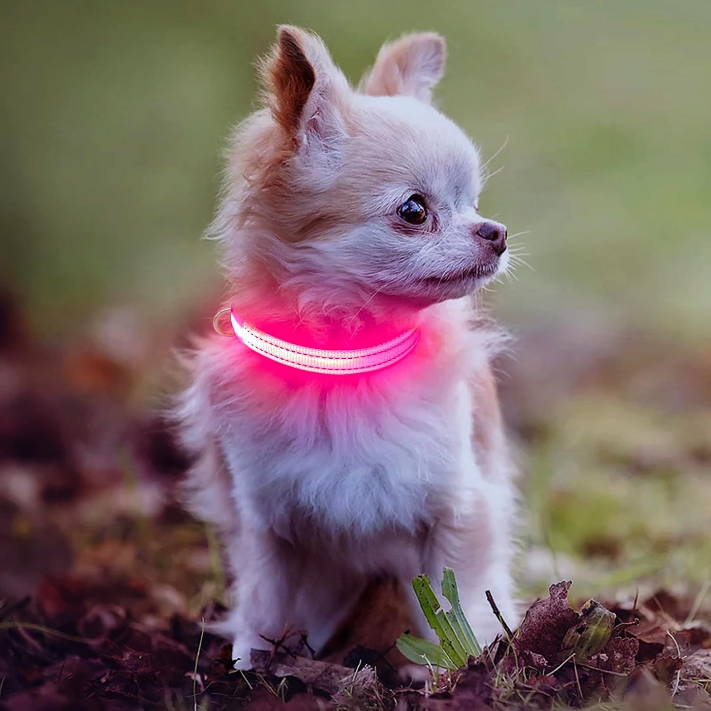Light up Collar for Small Dogs& Cats, Reflective LED Dog Collar Rechargeable Puppy Safety Lights for Nighttime Walking (Pink)