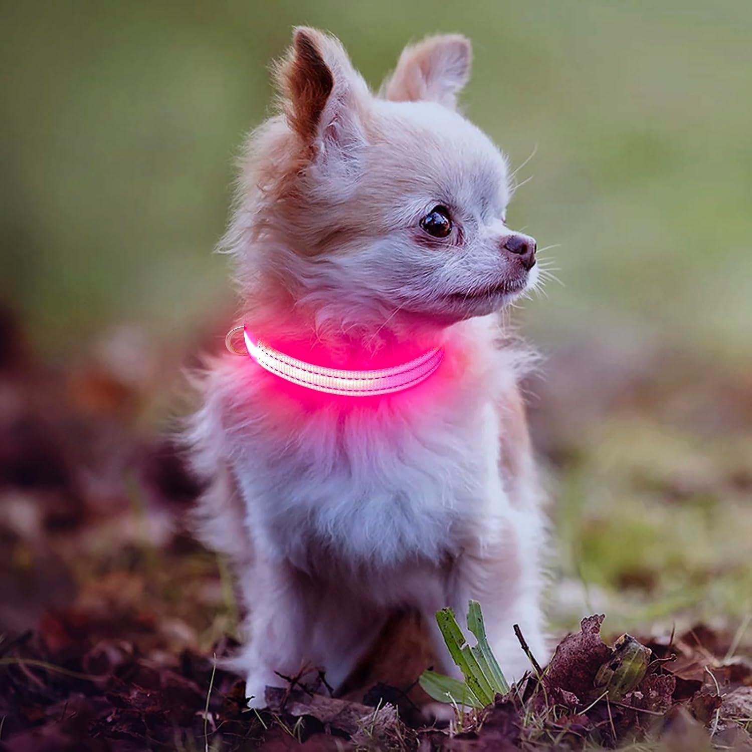 Light up Collar for Small Dogs& Cats, Reflective LED Dog Collar Rechargeable Puppy Safety Lights for Nighttime Walking (Pink)